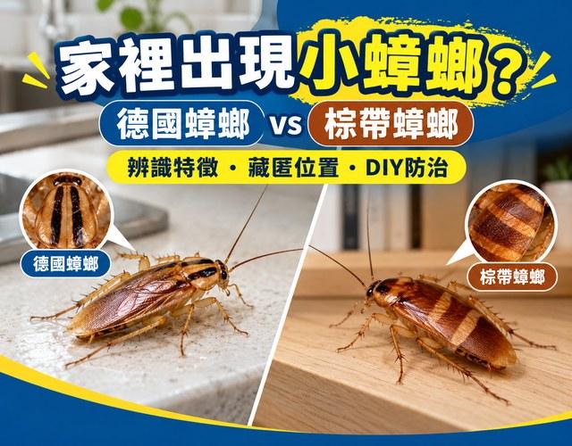 家裡出現小蟑螂？德國蟑螂、棕帶蟑螂怎麼分？原因與DIY消滅方法